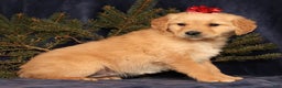 Golden Retriever dogs for sale: Daisy - Ad 3