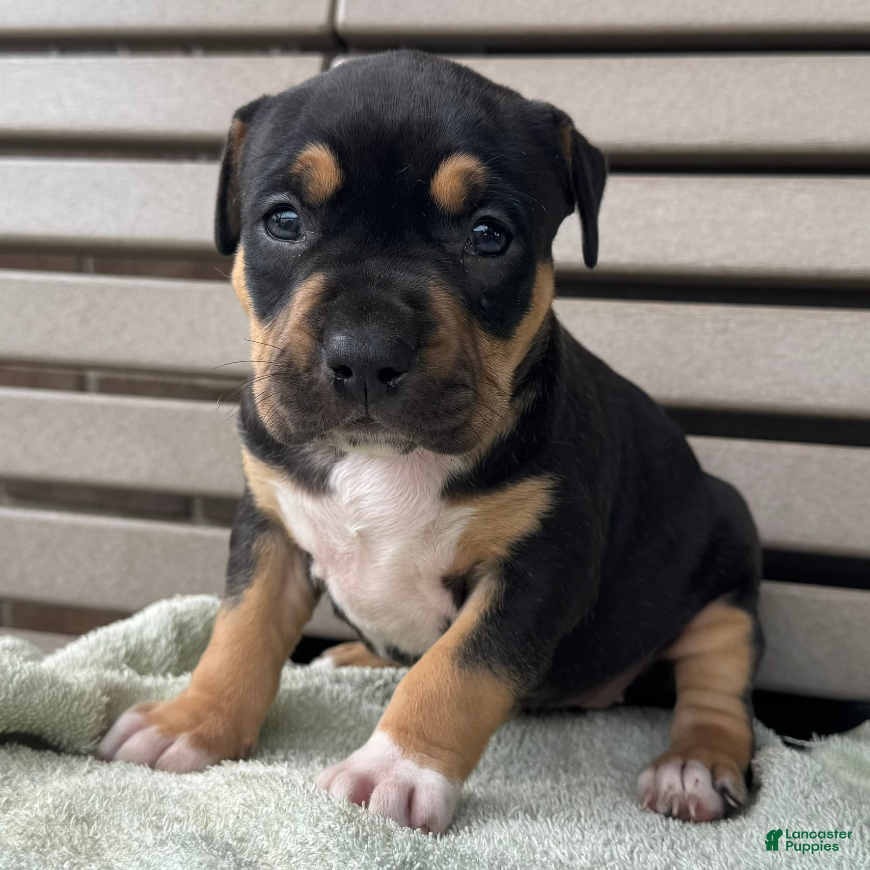 American Bully dogs Gia - Ad 1