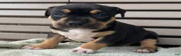 American Bully dogs for sale: Gia - Ad 1