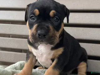 American Bully dogs for sale: Gia - Ad 3