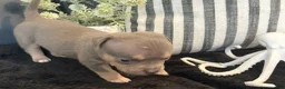 American Bully dogs for sale: Cove - Ad 3