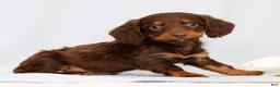 Miniature Dachshund dogs for sale: Frankie - Ad 8