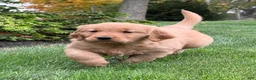 Golden Retriever dogs for sale: Monet - Ad 7