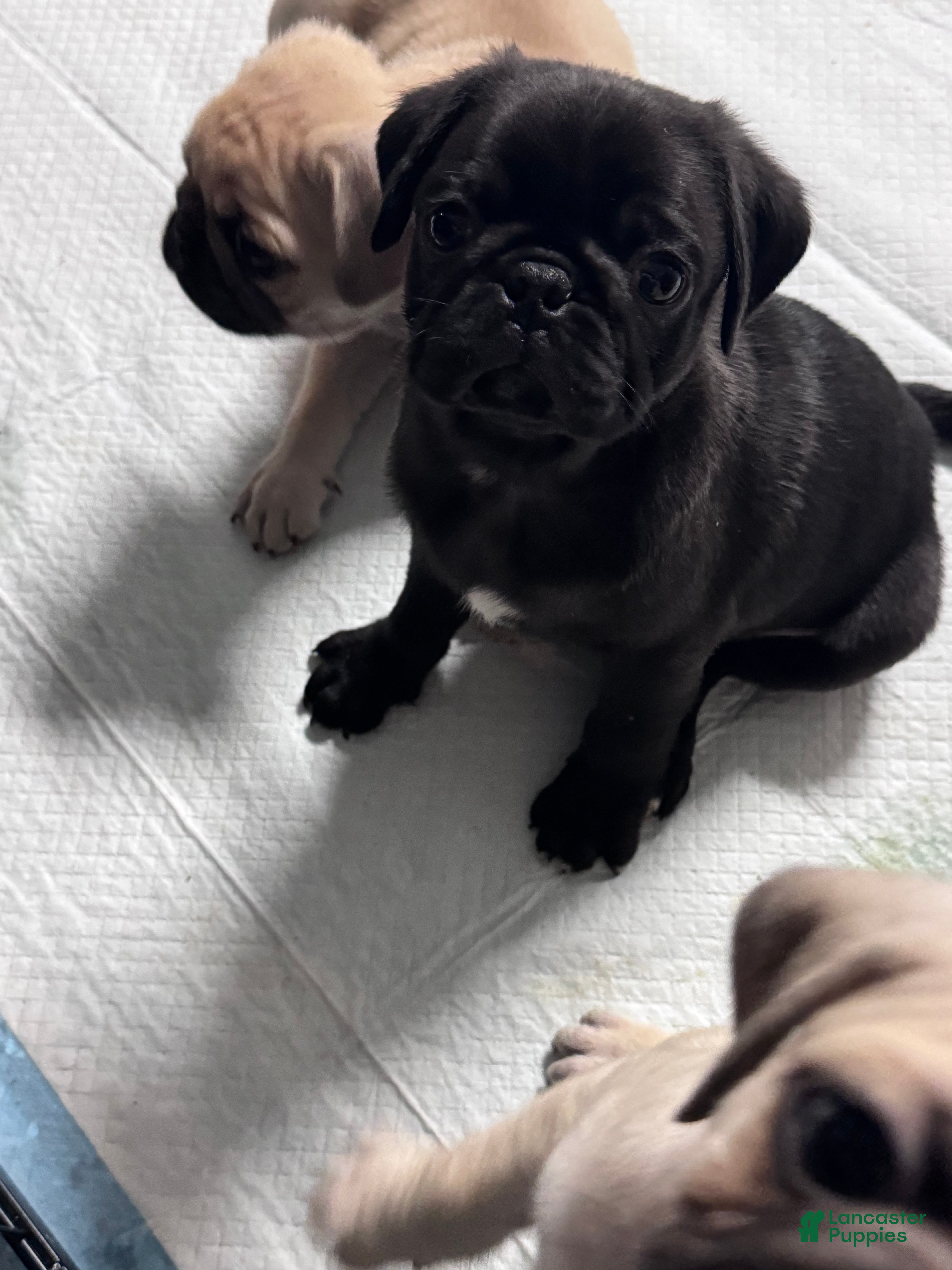 Pug dogs Pug Puppy 1 - Ad 7