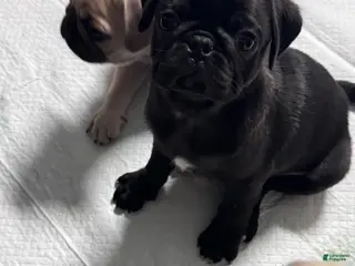 Pug dogs Pug Puppy 1 - Ad 7