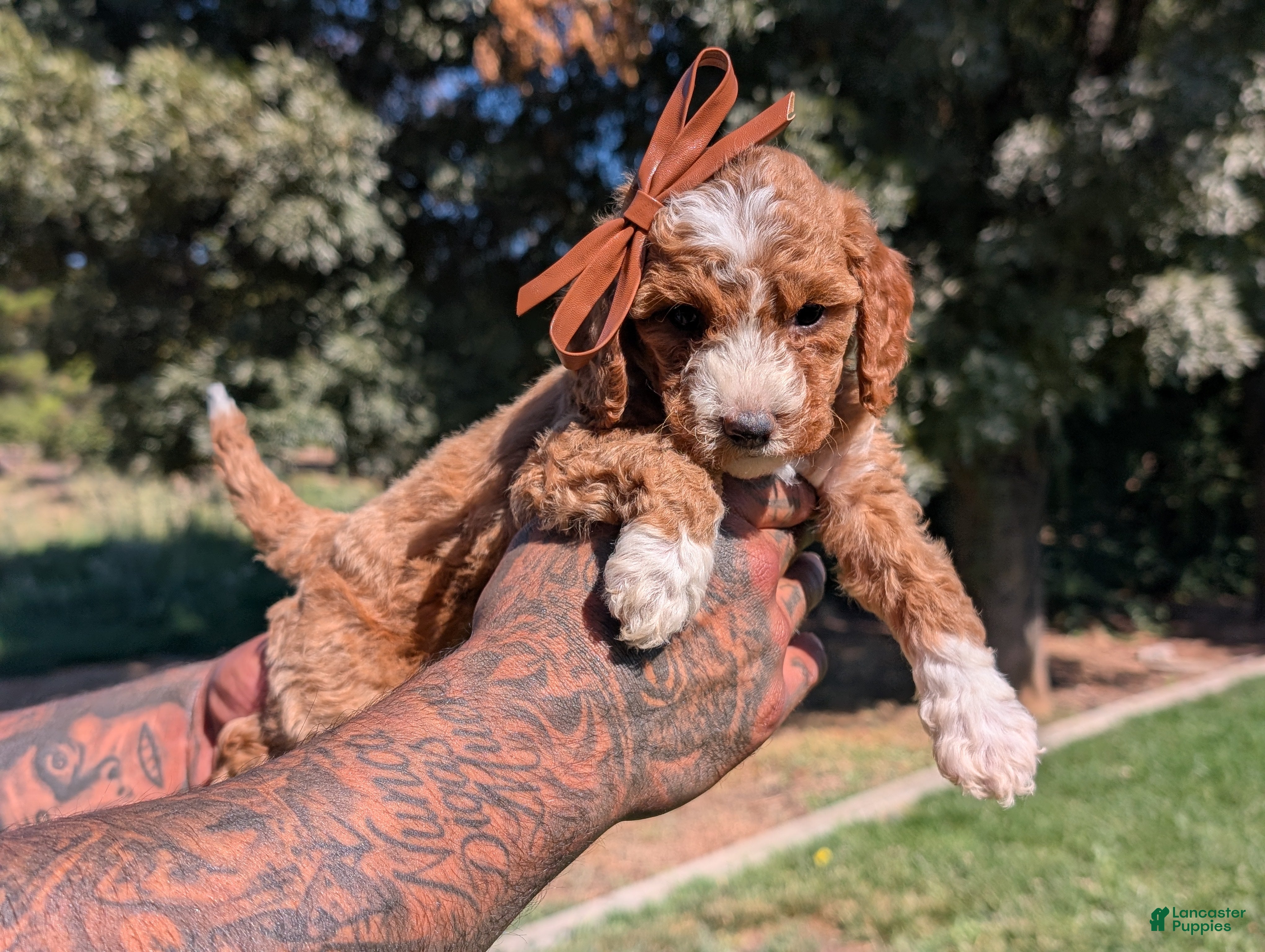 Cavapoo dogs WAFFLES  - Ad 2
