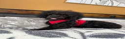 Toy Poodle dogs for sale: Duke (teacup) - Ad 8