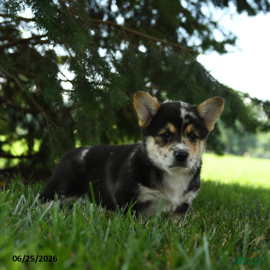 Mixed Breed dogs Apricot - Ad 2