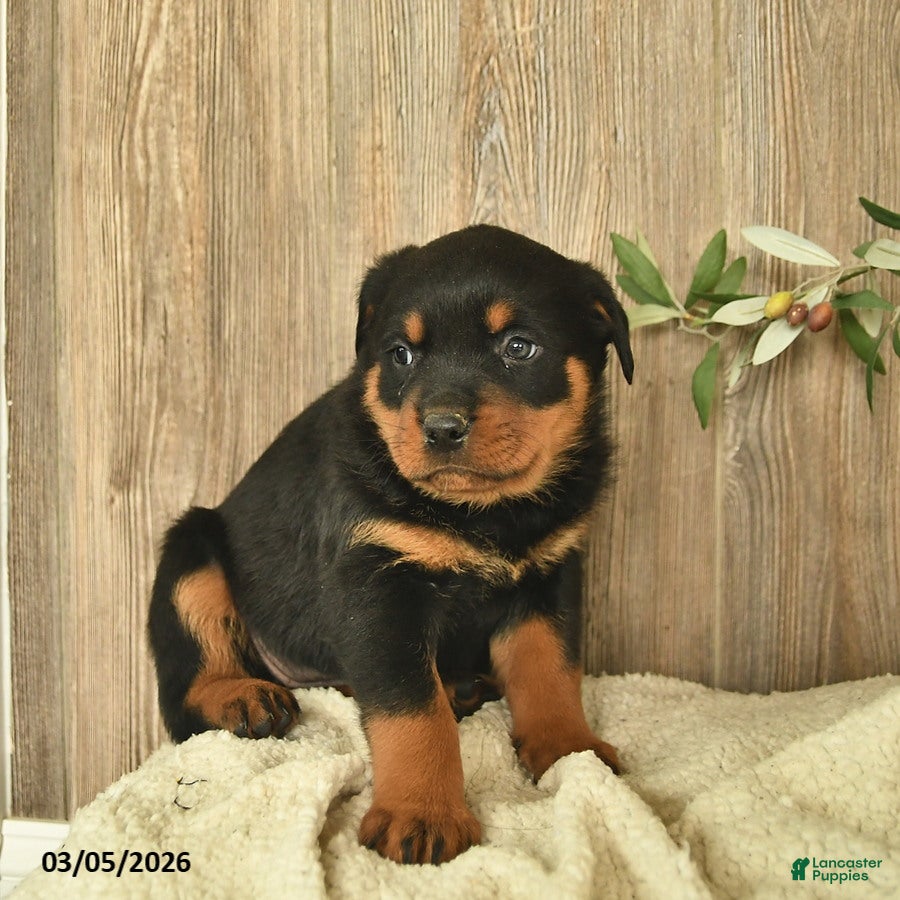 Rottweiler dogs Lulu  - Ad 2