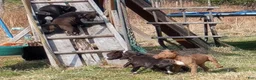 American Bully dogs for sale: Carter Starocci - Ad 32