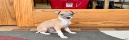 Italian Greyhound dogs for sale: Gerald - Ad 2