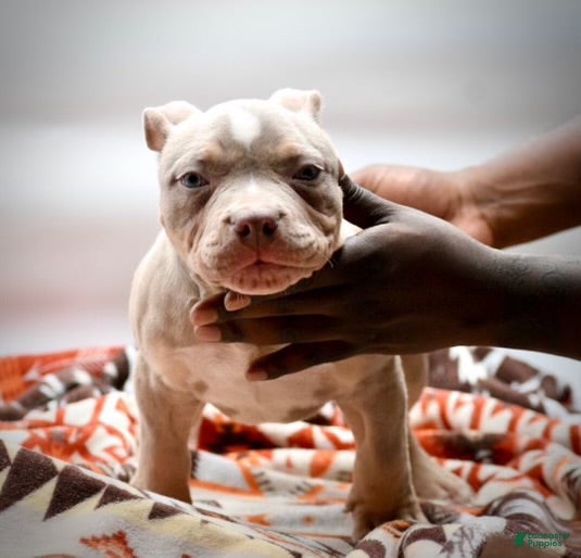 American Bulldog dogs American Bulldog Puppy 1 - Ad 2