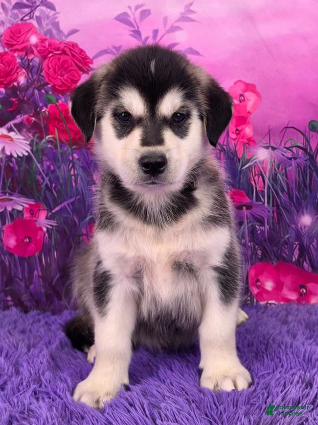 Goberian dogs Ozzie - Ad 5