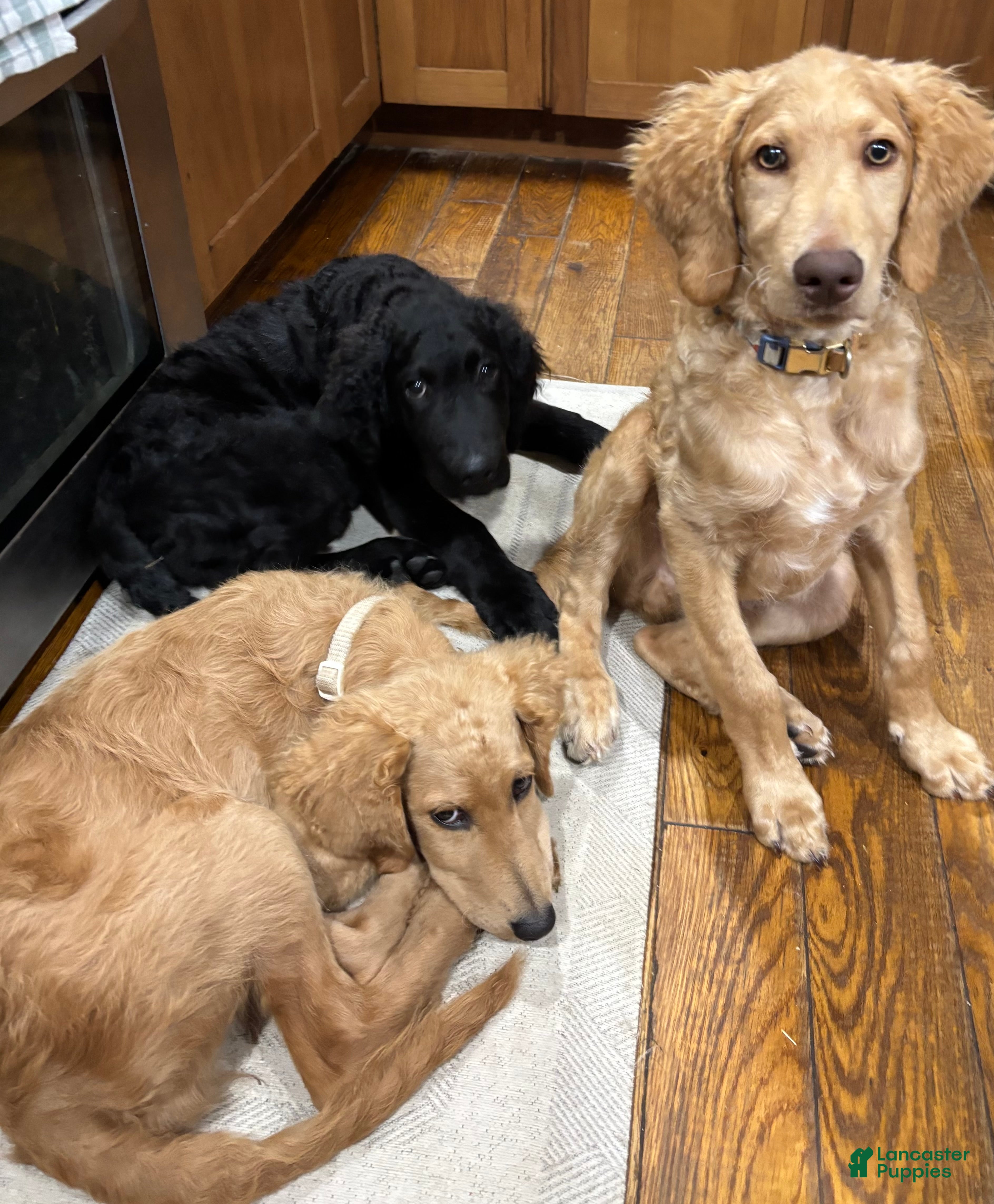 Goldendoodle dogs Stella - Ad 9