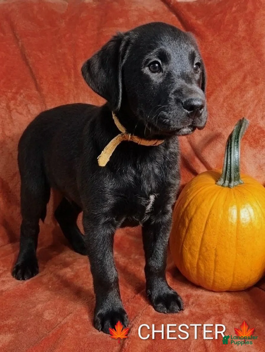 Labrador Retriever dogs for sale: CHESTER 🦴 - Ad 1