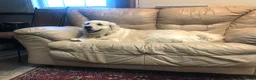Golden Retriever dogs for sale: Molly - Ad 3