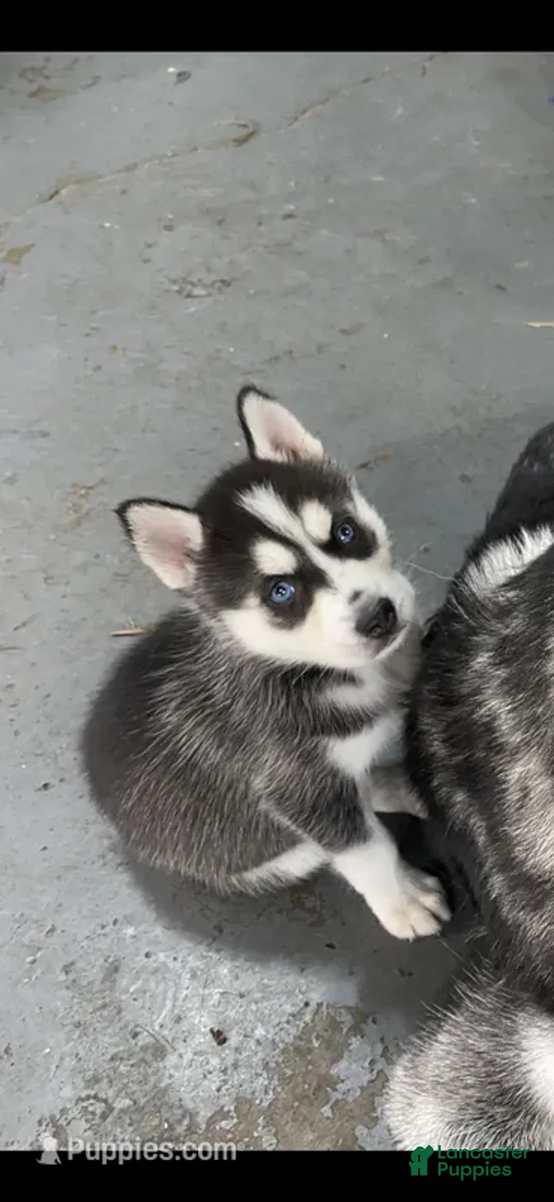 Siberian Husky dogs for sale: Siberian Husky Puppy 3 - Ad 1