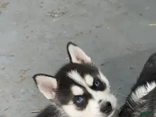 Siberian Husky dogs Siberian Husky Puppy 3 - Ad 22