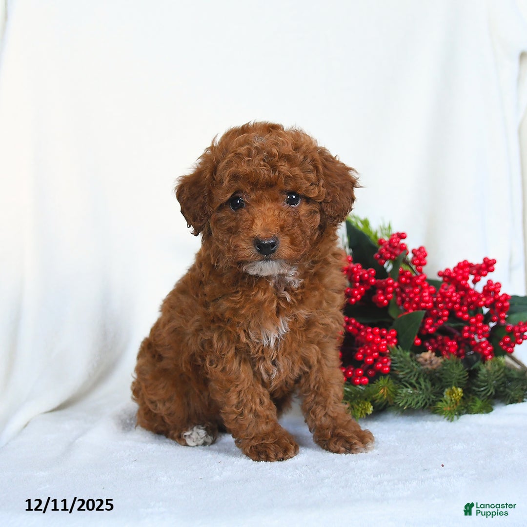 Toy Poodle dogs for sale: Vicky - Ad 2