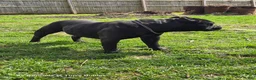 American Bully dogs for sale: Pixie - Ad 16