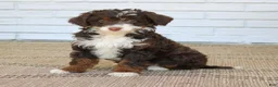 Mini Bernedoodle dogs for sale: Honey  - Ad 3