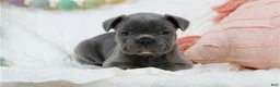 French Bulldog dogs for sale: French Bulldog 4 - Ad 3