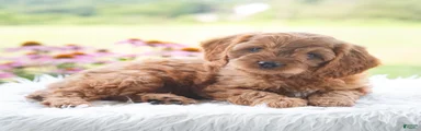 Baxter 