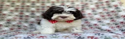 Shihpoo dogs for sale: Asher - Ad 5