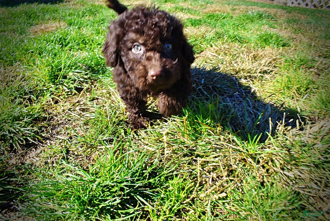 Havapoo dogs for sale: Izzy - Ad 14