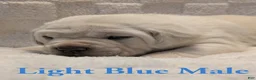 Cane Corso dogs for sale: Light Blue  - Ad 5
