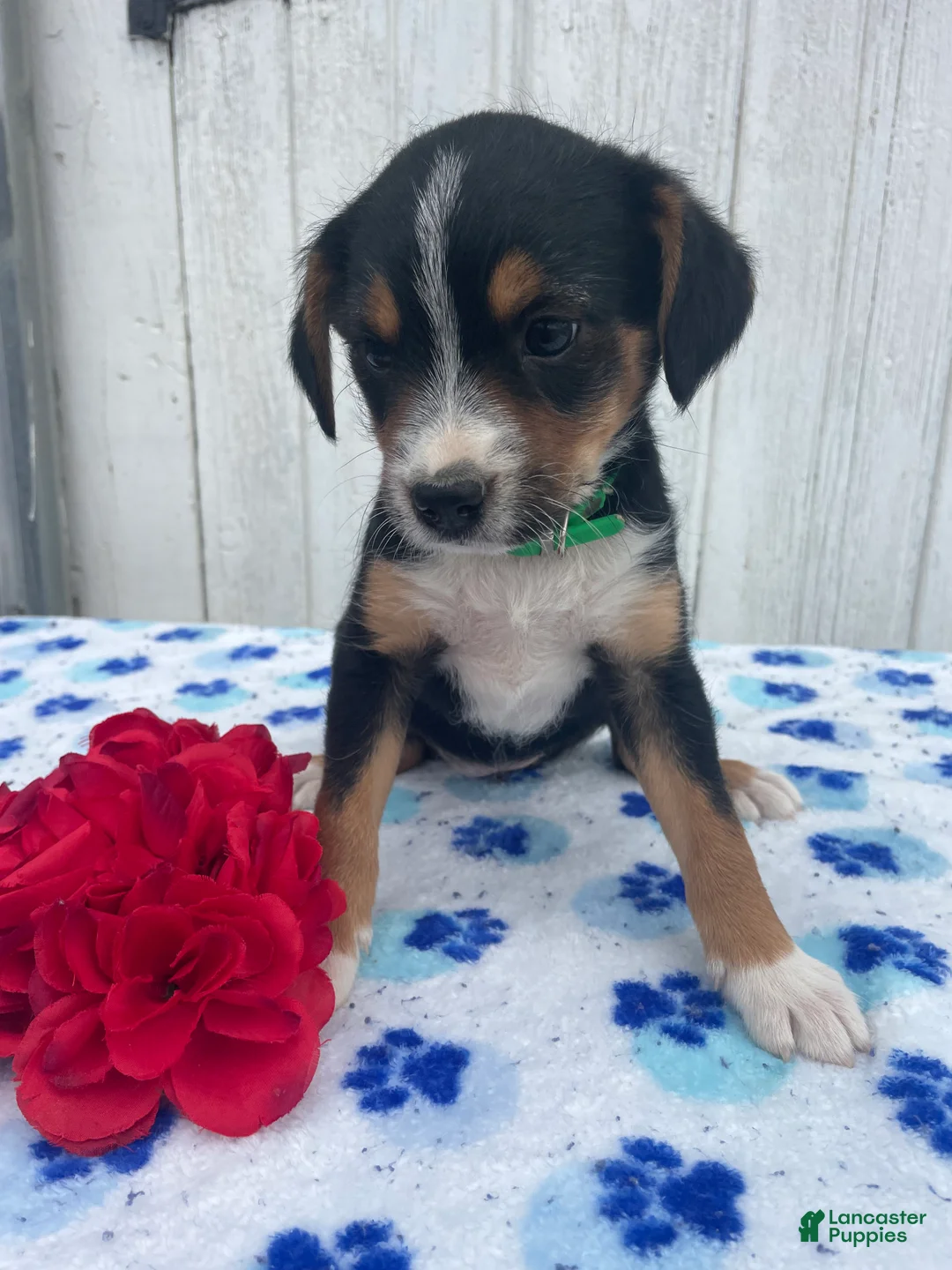 Mixed Breed dogs for sale: Pebbles - Ad 2