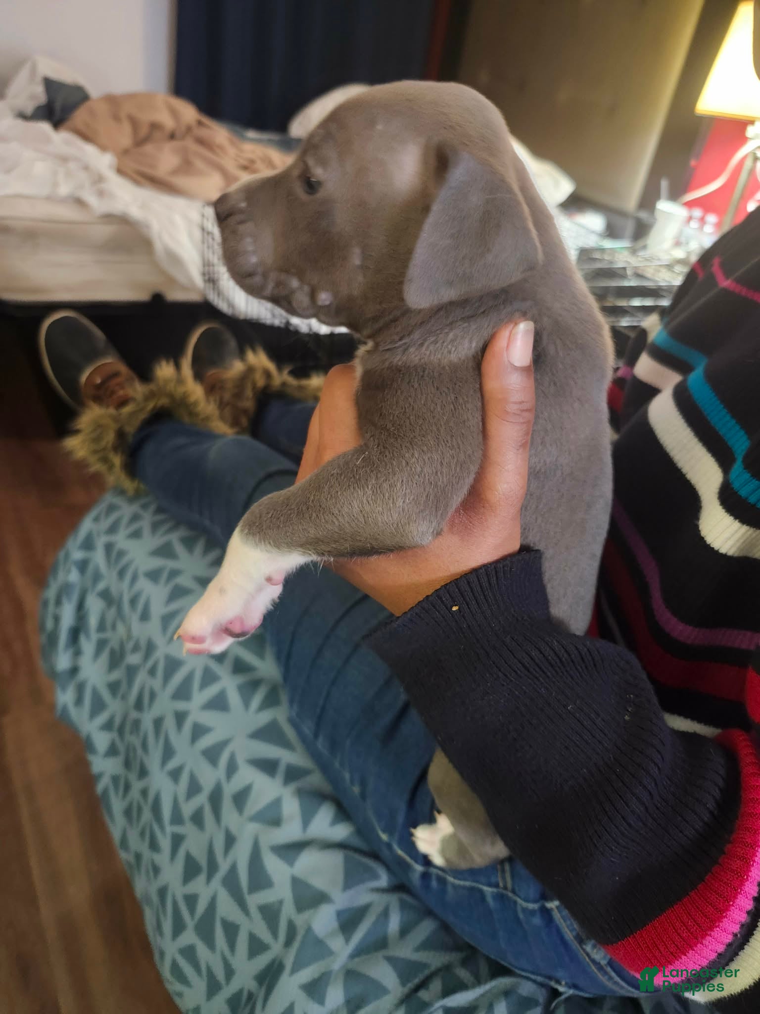 American Staffordshire Terrier dogs American Staffordshire Terrier Puppy 4 - Ad 2