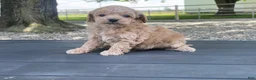 Miniature Poodle dogs for sale: Albert Miniature Poodle Puppy  - Ad 10