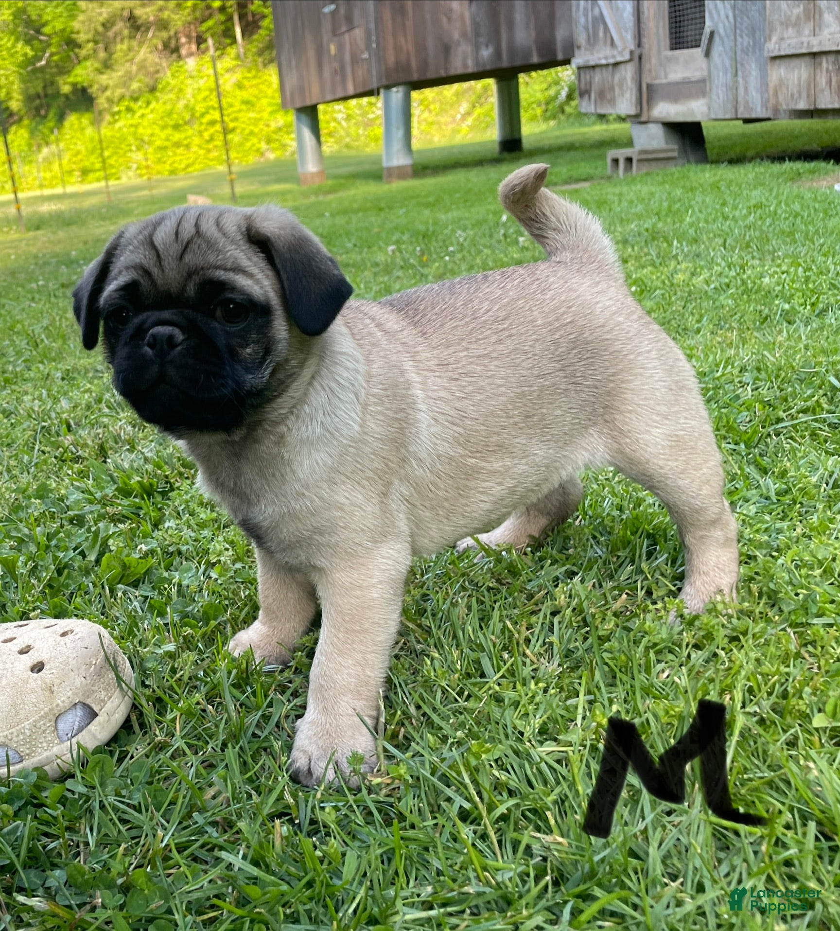 Pug dogs Pug Puppy 1 - Ad 15