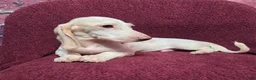 Miniature Dachshund dogs for sale: Mason - Ad 5