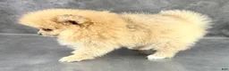 Pomeranian dogs for sale: Roo - Ad 3