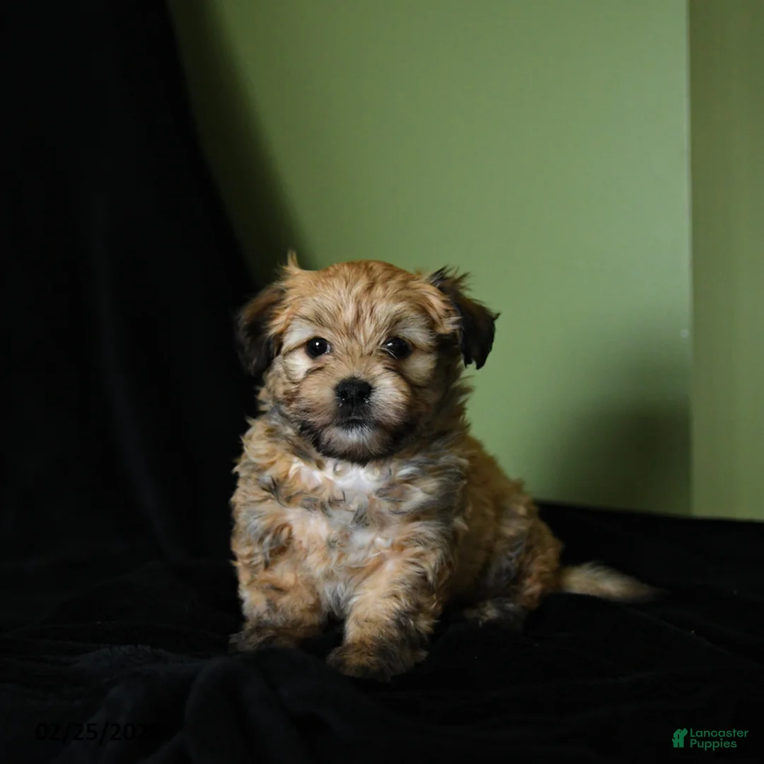 Havanese dogs for sale: Zane - Ad 3