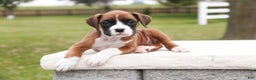 Boxer dogs for sale: Clara - Ad 2
