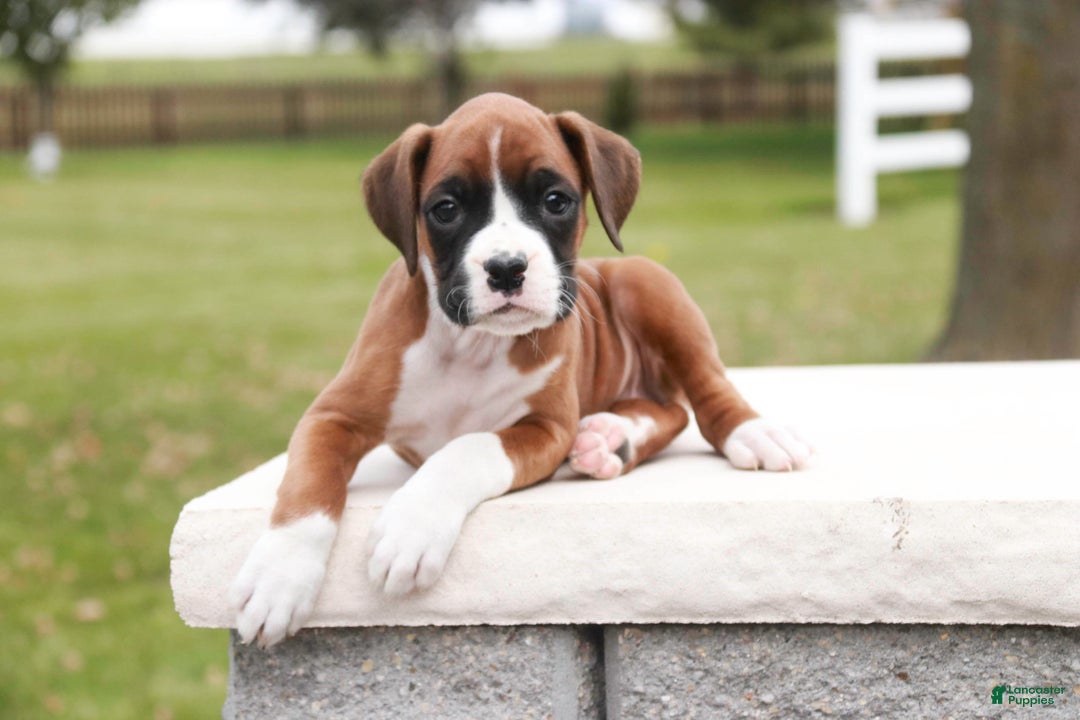 Boxer dogs for sale: Clara - Ad 2