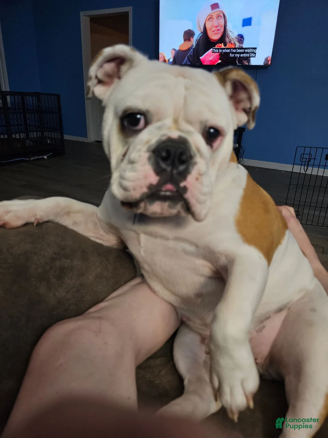 English Bulldog dogs for sale: English Bulldog 3 - Ad 2