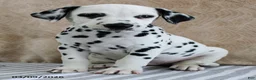 Dalmatian dogs for sale: Holt - Ad 4