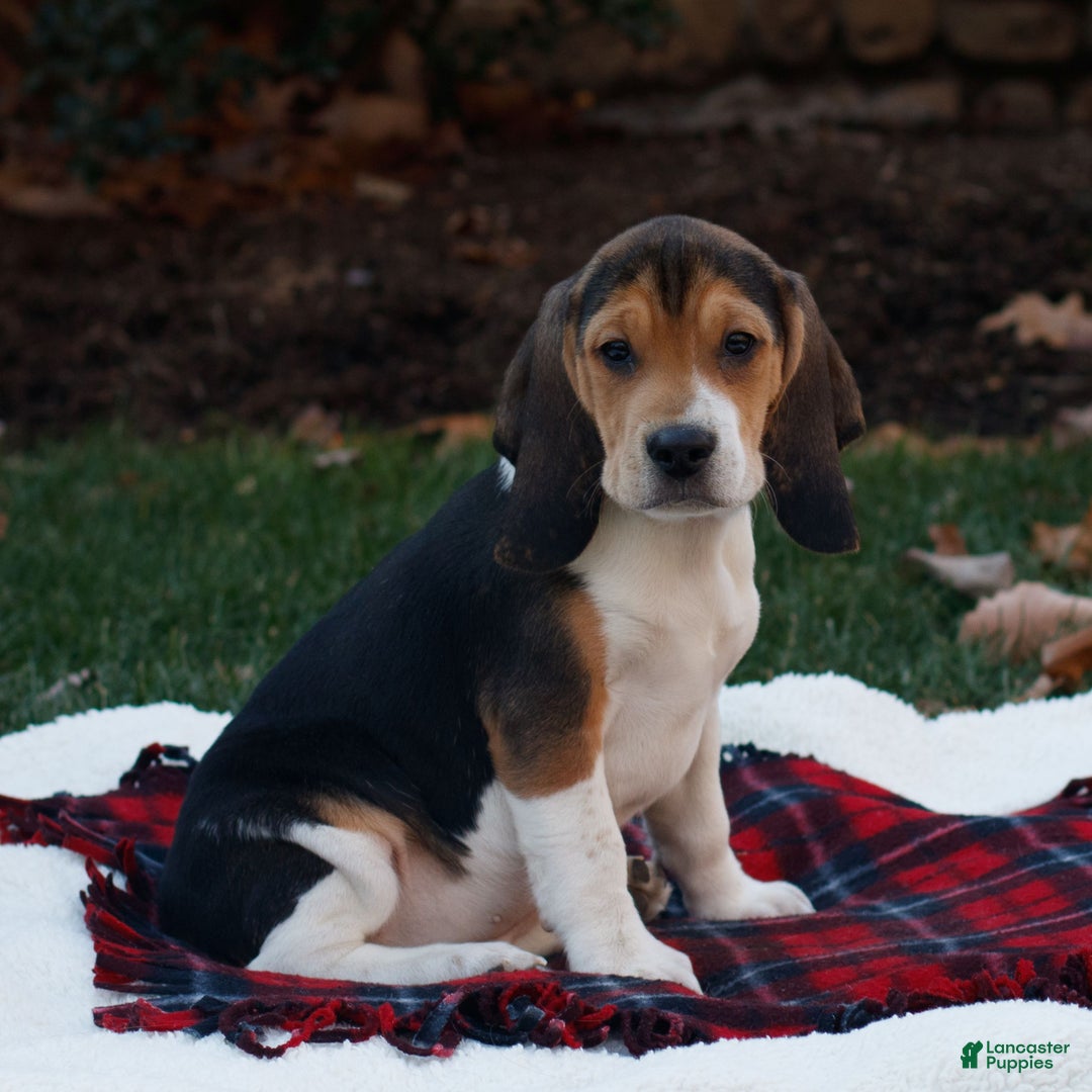 Beagle dogs for sale: Bo - Ad 2