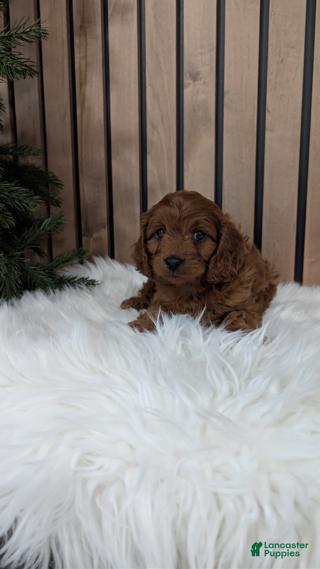 Cavapoo dogs for sale: Archer - Ad 5