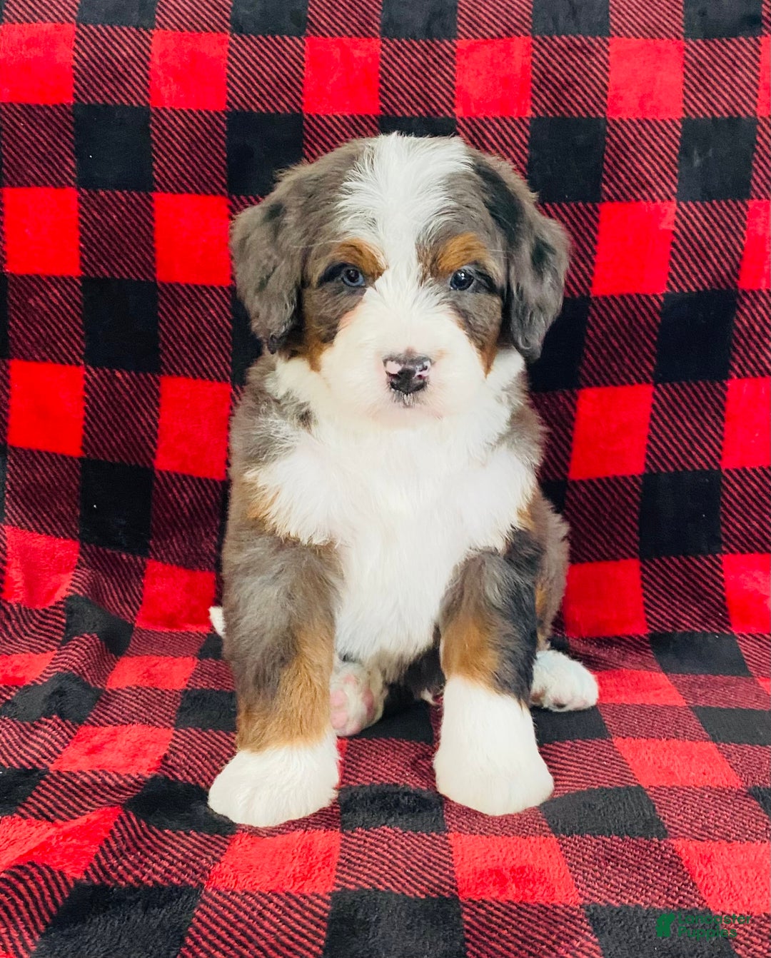 Bernedoodle dogs for sale: Porter - Ad 4