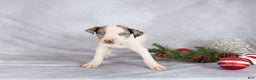 Catahoula Leopard Dog dogs for sale: Journey - Ad 2