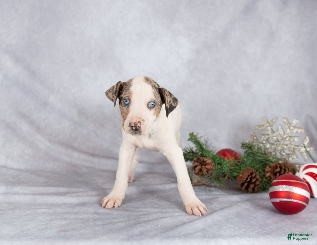 Catahoula Leopard Dog dogs for sale: Journey - Ad 2