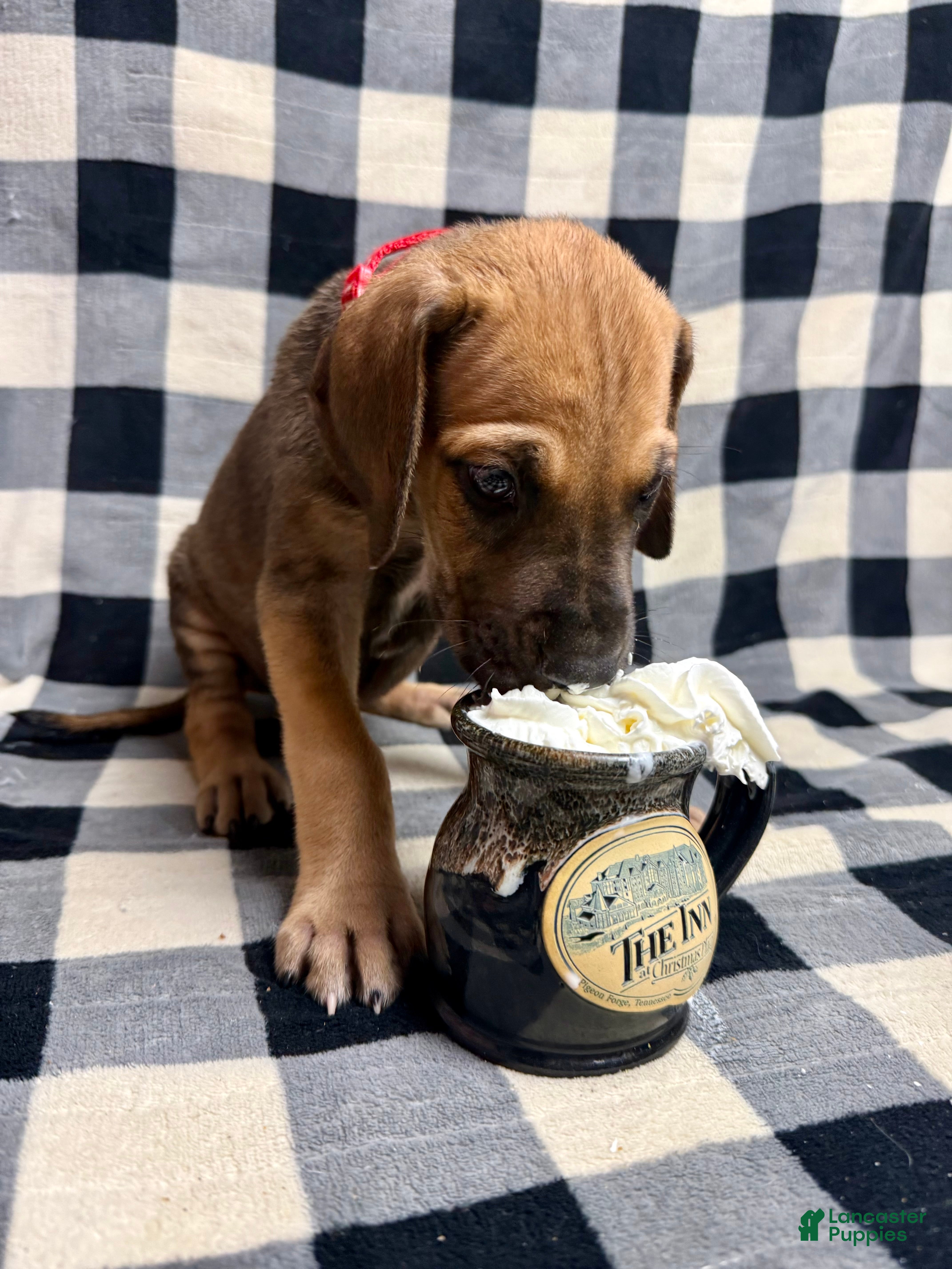 Great Dane dogs Fawn (heavy euro) - Ad 26