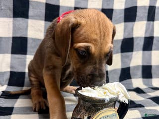 Great Dane dogs Fawn (heavy euro) - Ad 26