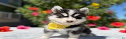 Pomsky dogs for sale: Moon - Ad 7