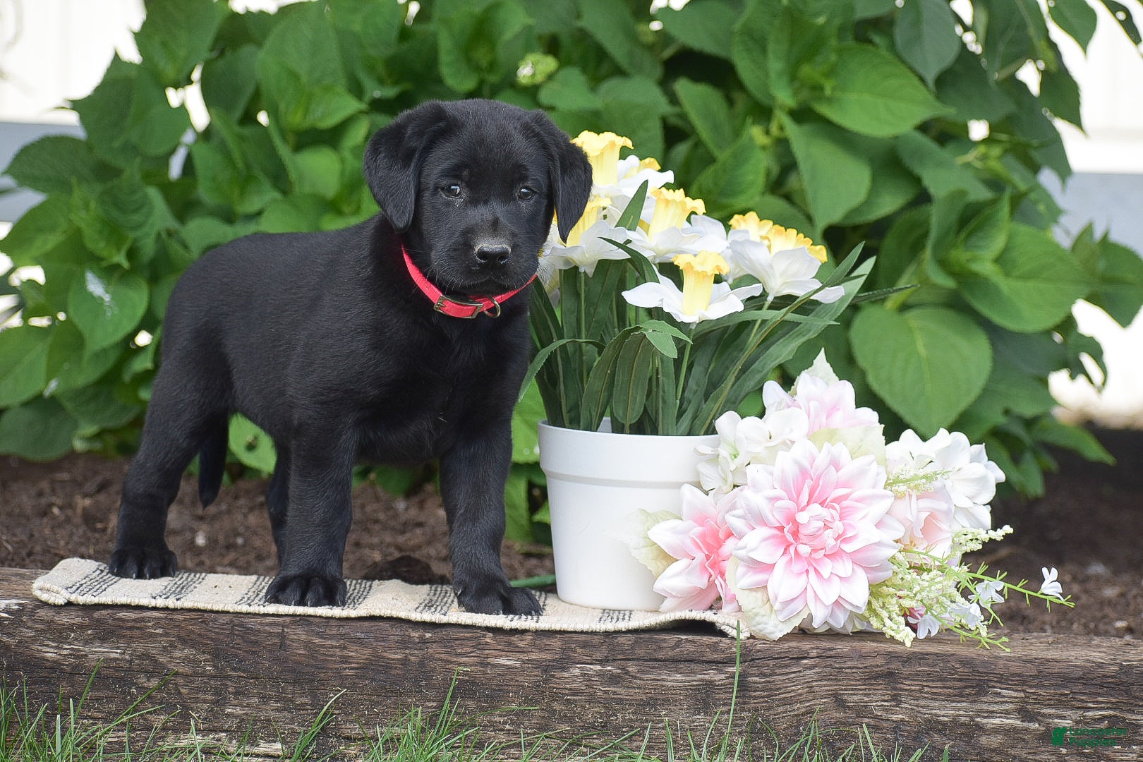 Labrador Retriever dogs for sale: Melissa - Ad 4